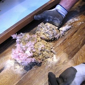 rodent damage